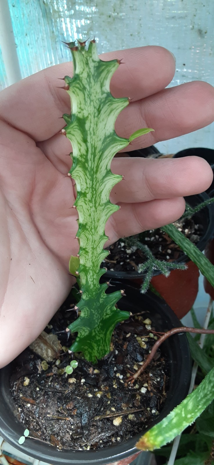 Euphorbia Mint Cream Live Starter Plant- READ LISTING