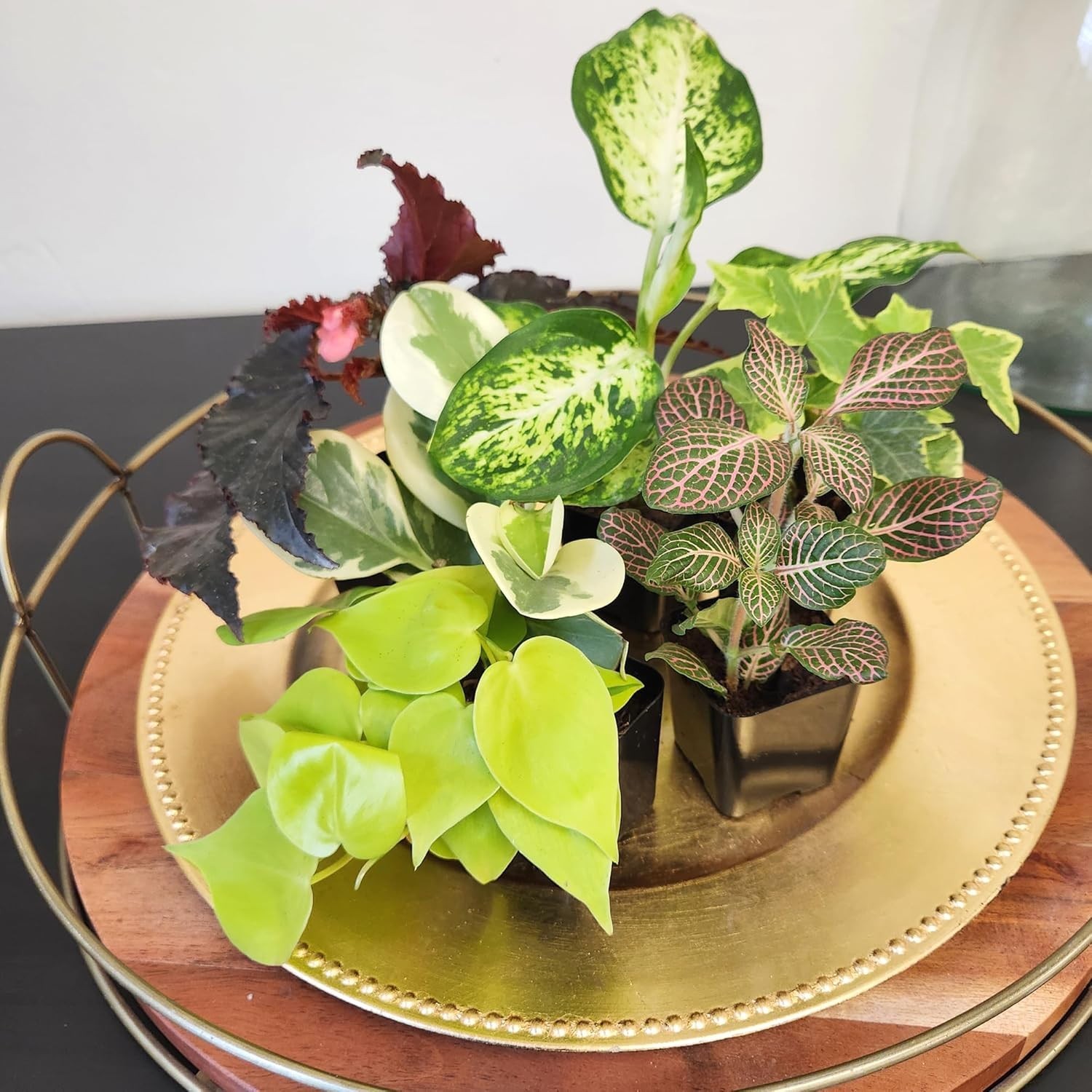 2″ Potted Mini Indoor Plants – 12 Varieties
