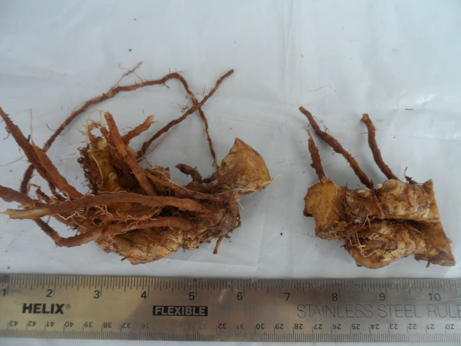 2 Shampoo Ginger Rhizomes, Zingiber Zerumbet, Pine Cone, Free Ship w/ Free Offer