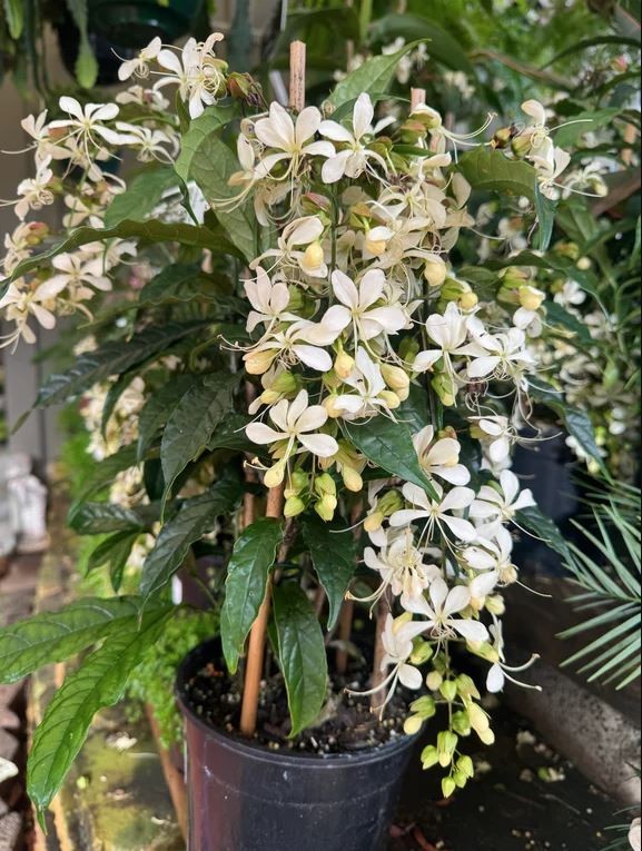 LIVE PLANT 3ft Clerodendrum nutans – Bridal Veil Nodding glorybower laevifolium