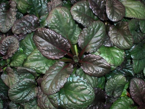 Ajuga Catlin’s Giant 25 Plants in 3-1/2 inch Pots