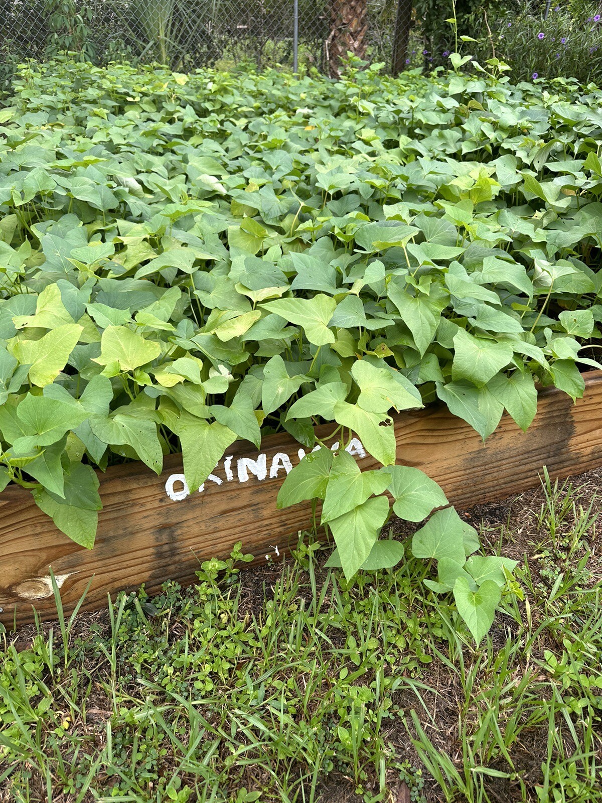 10 Okinawa Sweet Potato Slips- White And Purple Sweet Potato Slips – Khoai Lang