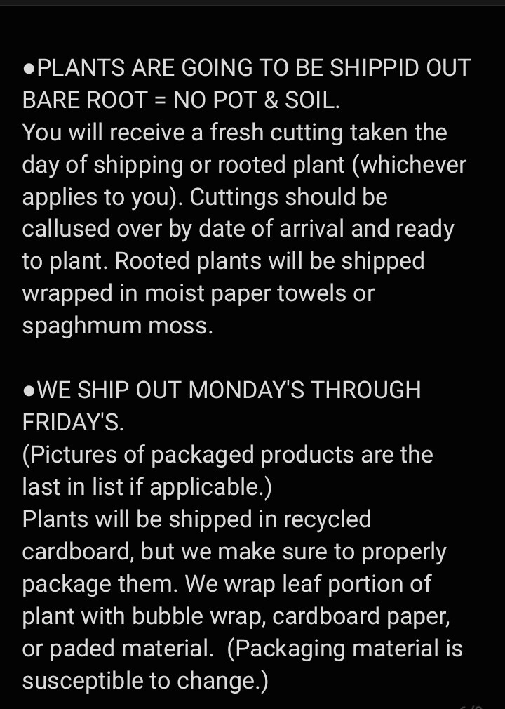 Rooted Neon Queen Pothos ● 5+ nodes per plant