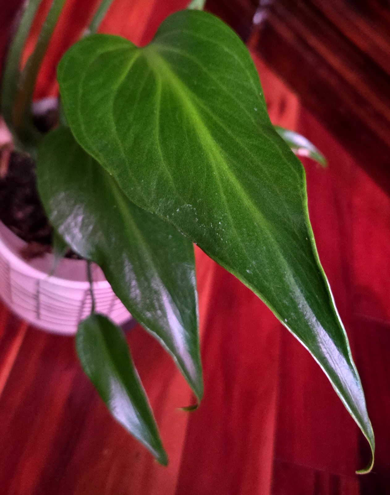 Rare XL Monstera Burle Marx Flame 25″ Tall Aroid Not Philodendron Anthurium
