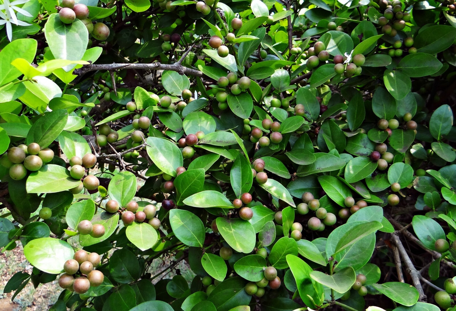 10 seeds -Carissa carandas – Bengal Currant -See Full description Below