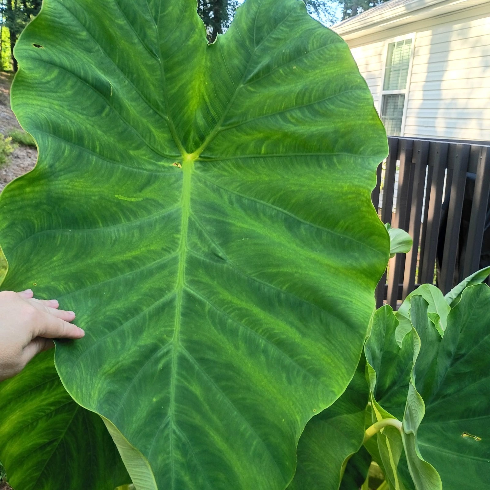 LOT OF 6 Elephant Ear Root Live Plants Tropical Colocasia Large Green Foliage