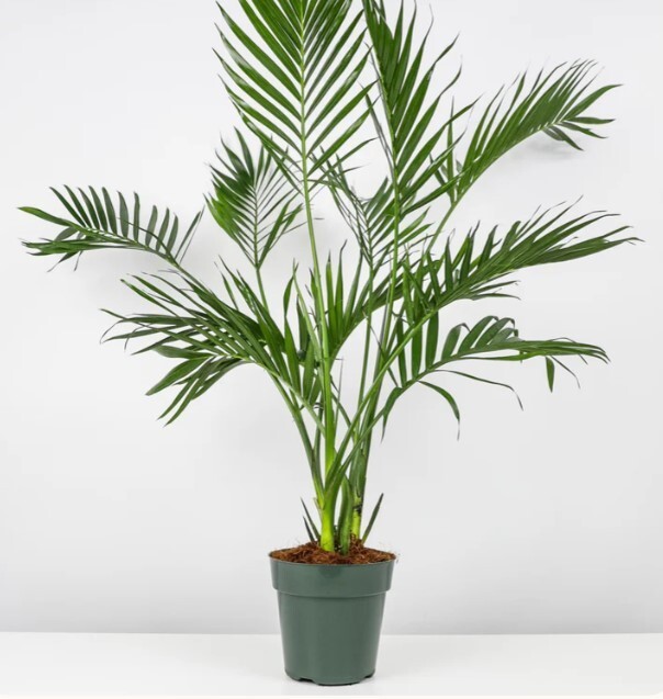 Cat Palm 6in Pot 20-24in Indoor Evergreen Tropical Plant Live Home/Office Decor