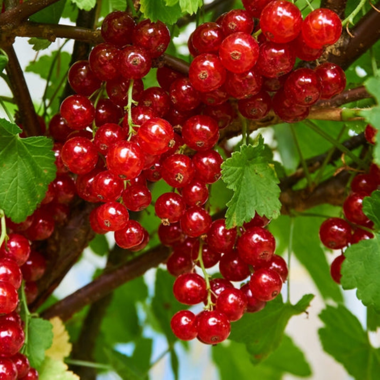 Tartran Red Currant Rooted plant, 12-18″ tall, 1 year old