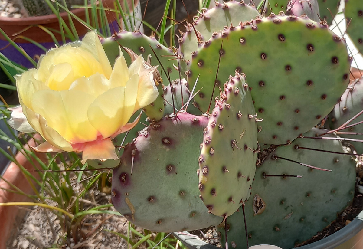 Opuntia Santa Rita cv. Red Needle Whole Plants