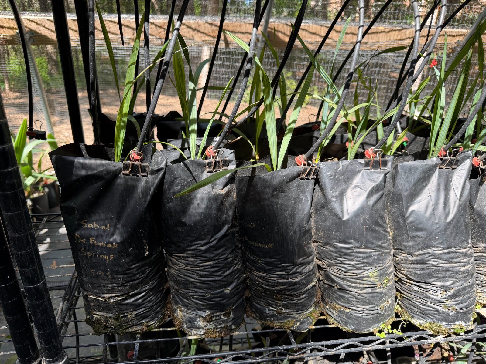 Sabal “Defuniak Springs” **RARE and cold hardy palm**