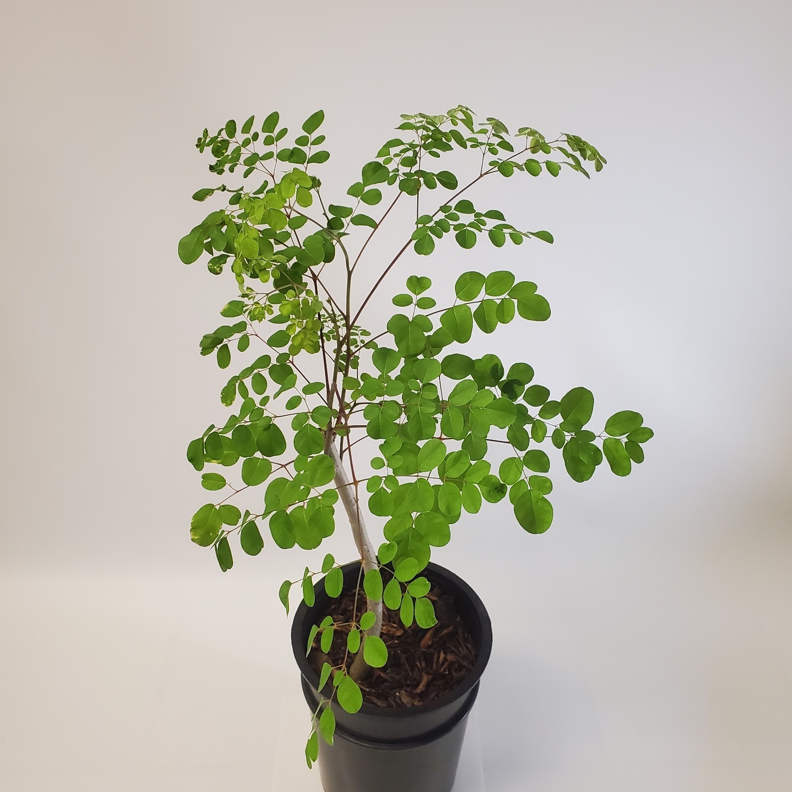 2-3ft Tall Moringa Oleifera Tree Save 6 Months of Grow Time AKA Miracle Tree