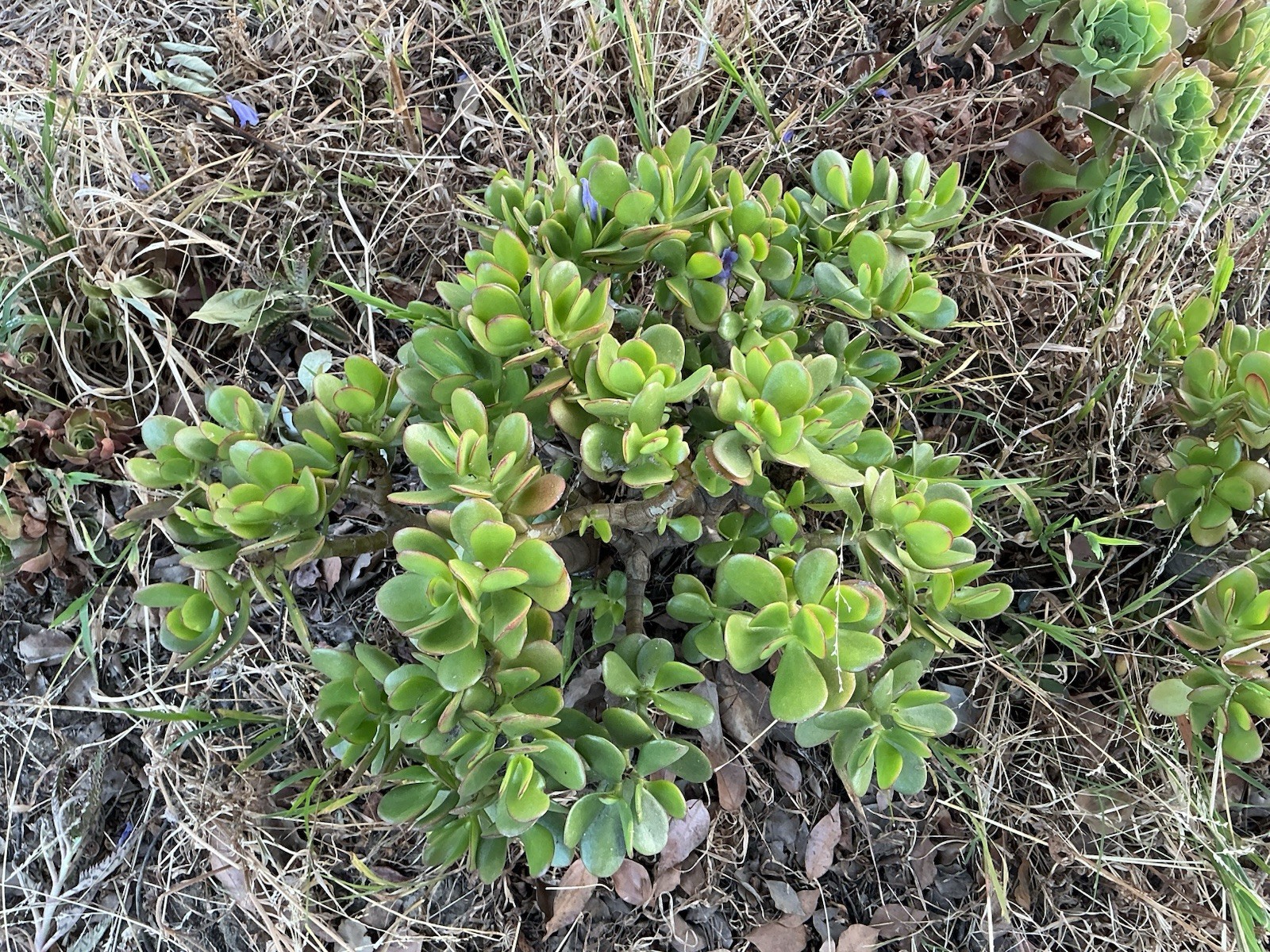 Healthy lush green Crassula Ovata Jade Plant cluster, Rooted 18” tall with roots