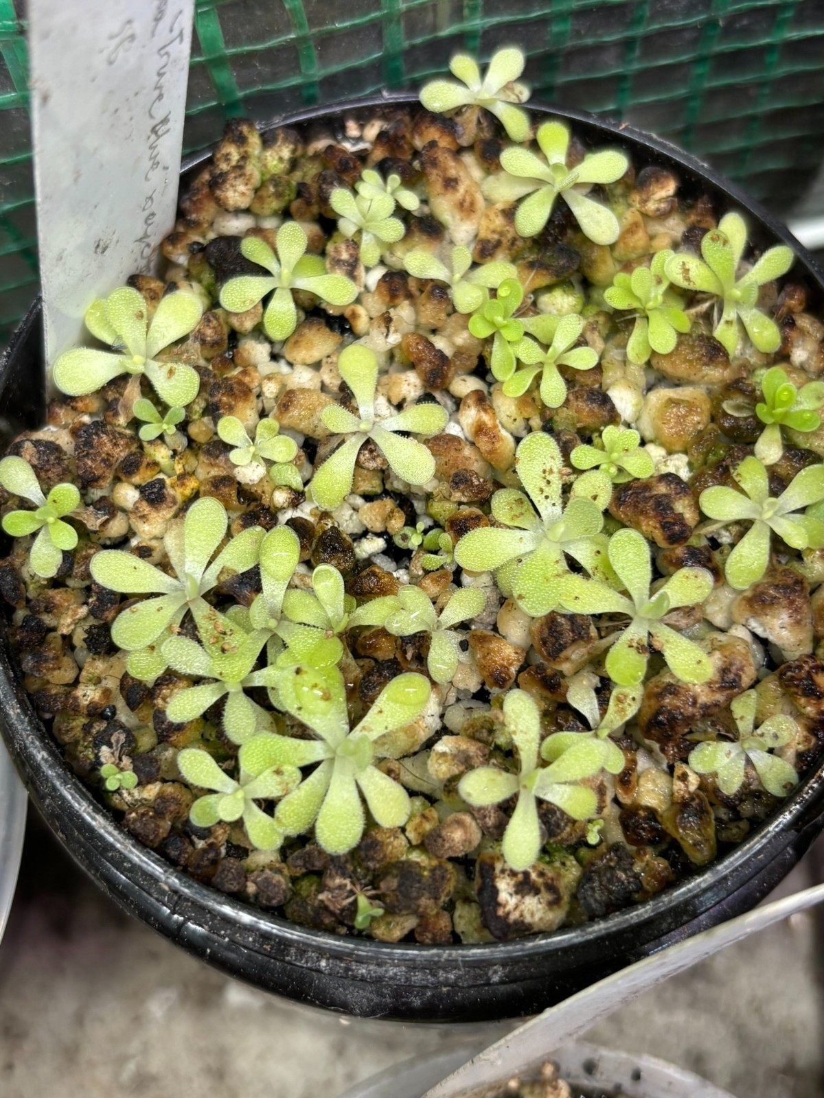 Pinguicula agnata ‘True Blue’ x cyclosecta Yucca do 1714 Carnivorous Butterwort