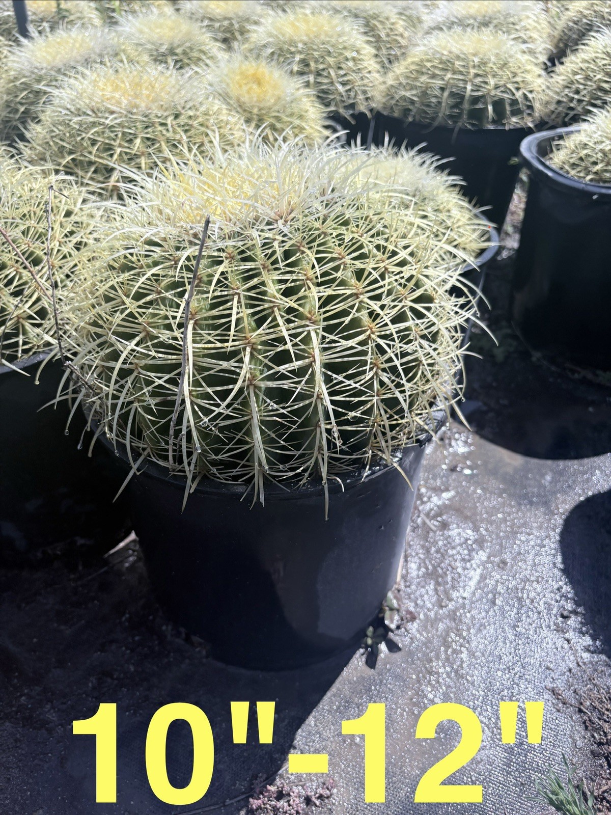 Golden Barrel Cactus 10″-11″