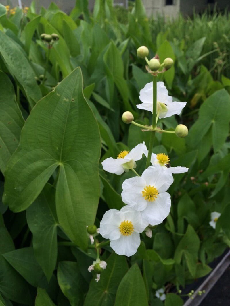 1/2 Oz Arrowhead Flower Seeds (Sagittaria Latifolia)