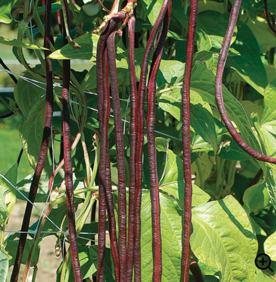 Red Dragon Snake Beans/Red Noodle Beans. Organic, Non GMO X 10 from Edie’s Eden