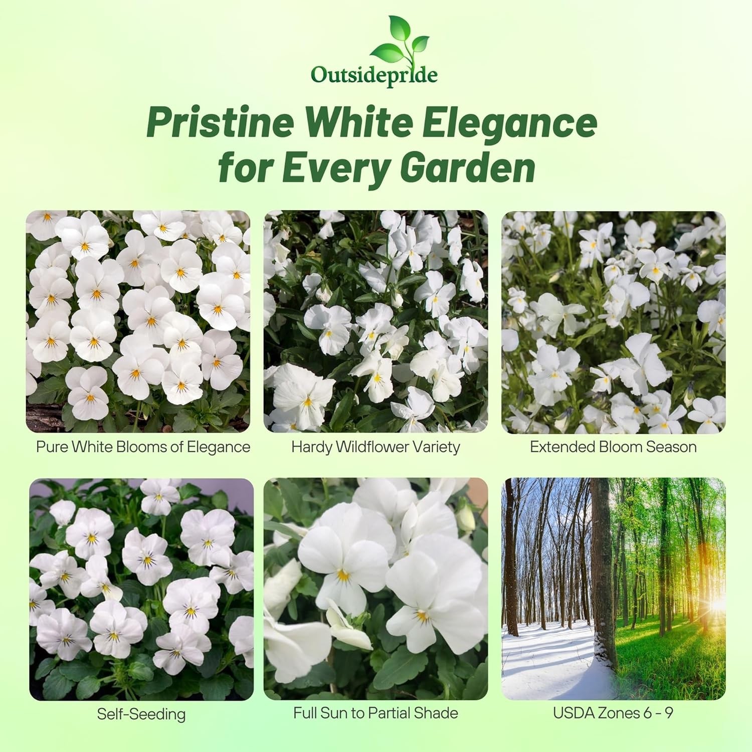 1000 Seeds Viola Seed – Viola White Perfection Flower Seeds