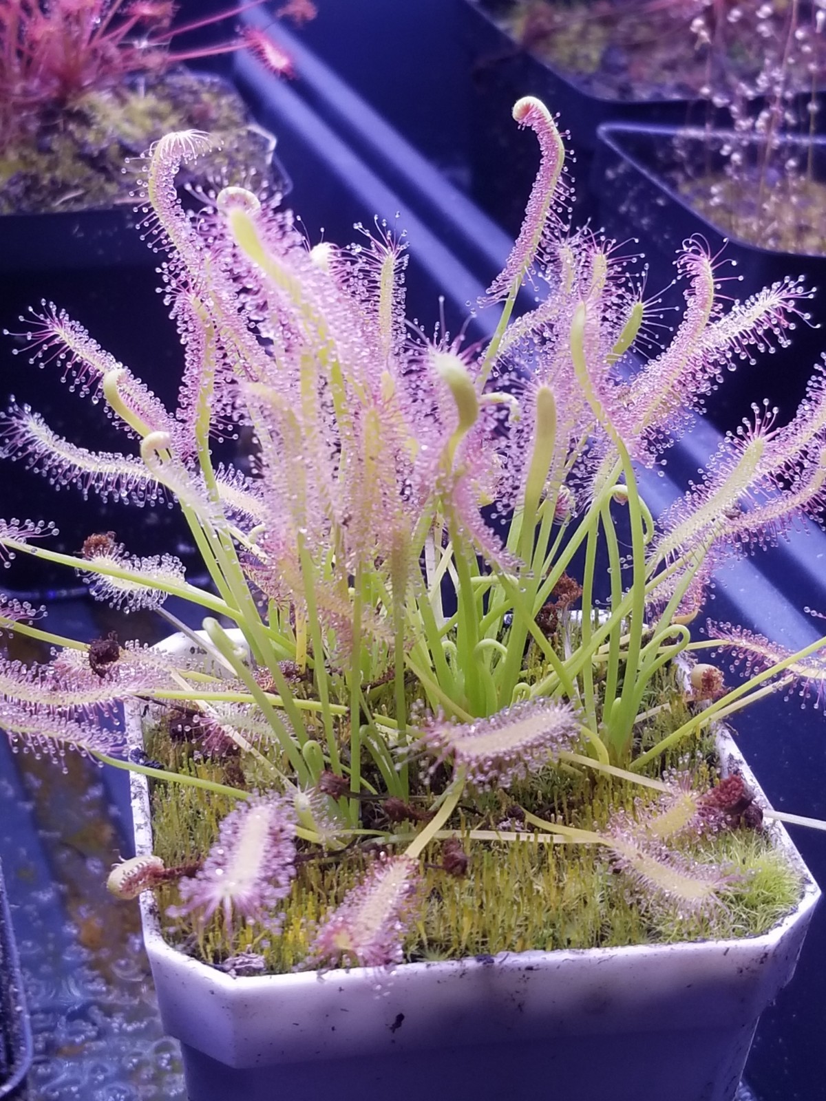 Drosera capensis “alba” Seeds – Carnivorous Sundew Plant – Easy Beginner Sundew!