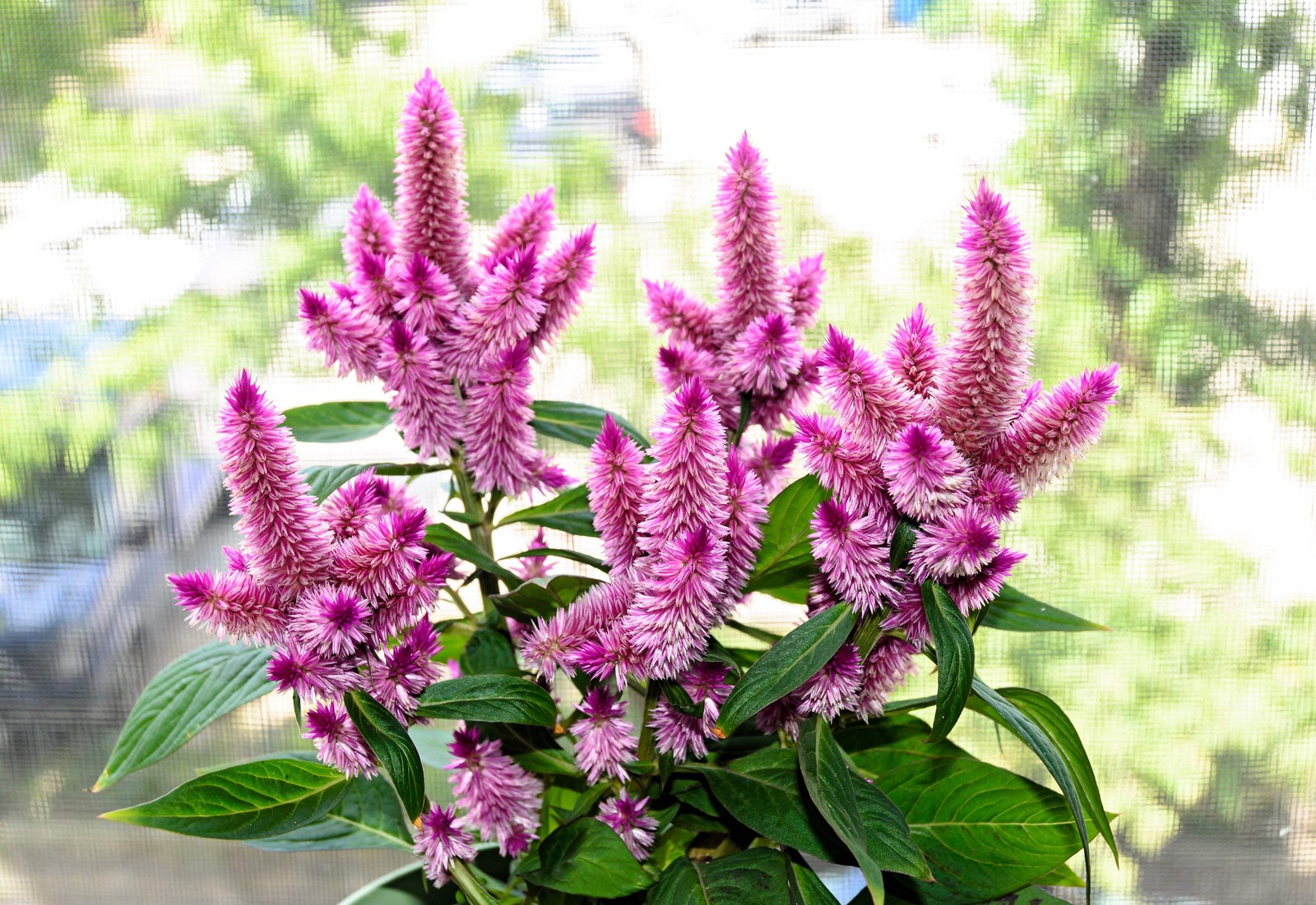 100 FLAMINGO FEATHER Wheat CELOSIA Spicata Pink & White Flower Seeds