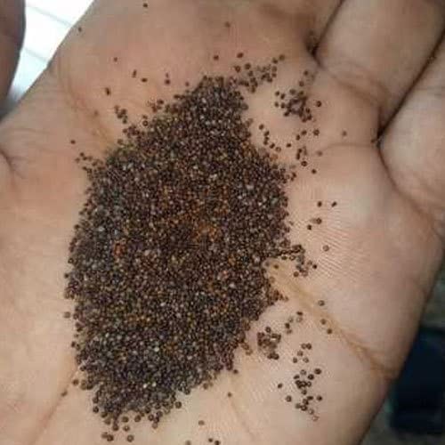 UtopiaSeeds Creeping Thyme Seeds – Thymus Serpyllum – Landscaping Ground Cove…