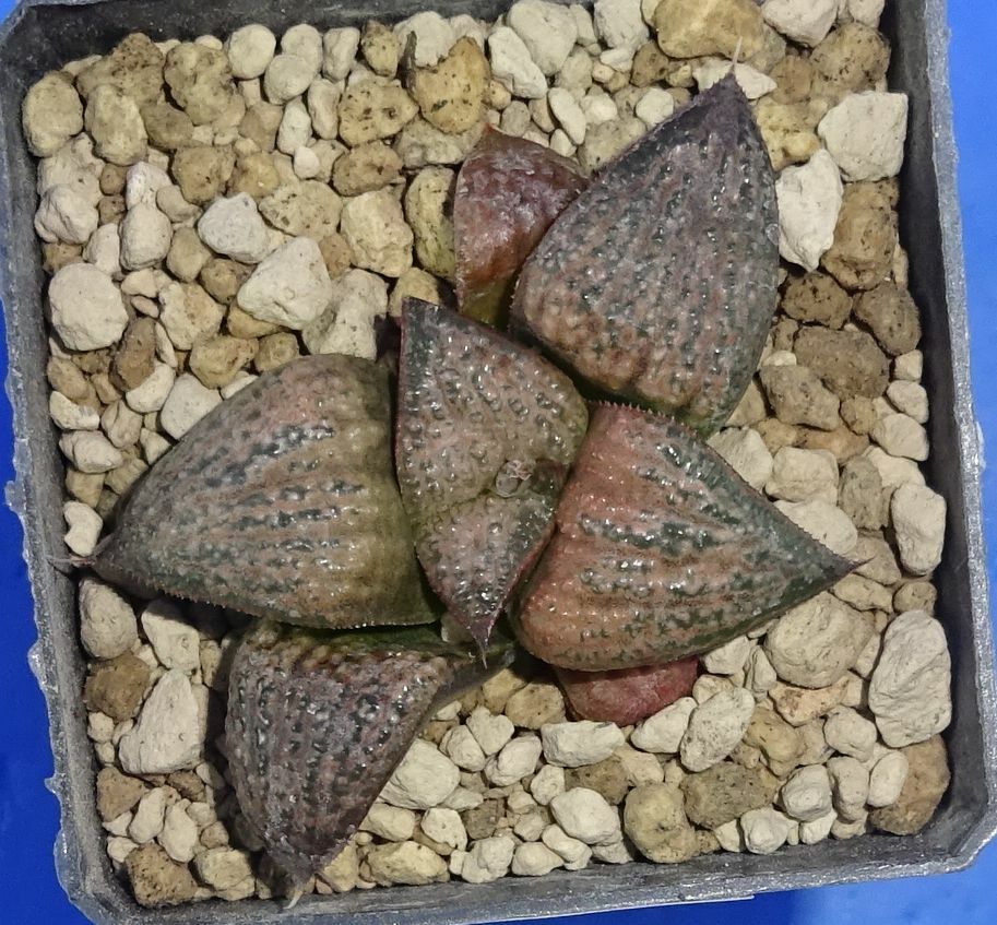 Haworthia magnifica var. splendens ‘HANA AOI’, 5 cm p o t , Phyto available