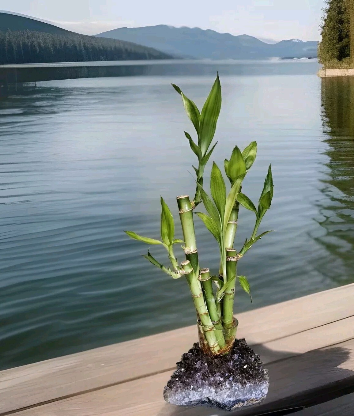 10 LUCKY BAMBOO PLANTS 4″ Free Gold Wires Indoor Perennial, Ideal GIFT