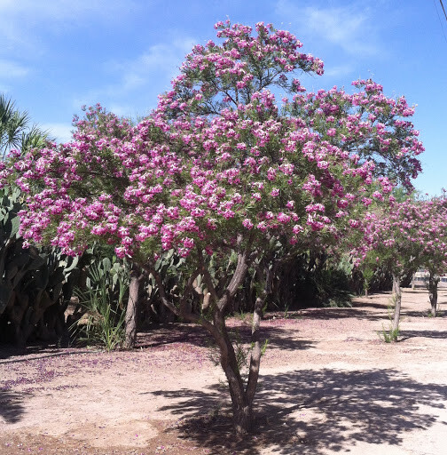 40+ Desert Willow Tree Seeds Freshly Harvested, Purple Orchid Flower (25B)