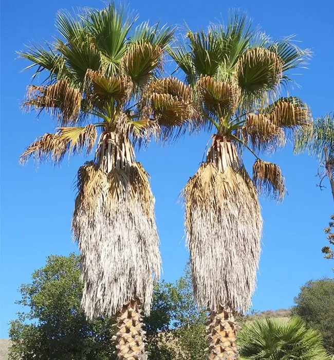 California Fan Palm 10 Seeds Washingtonia Filifera Free Shipping!