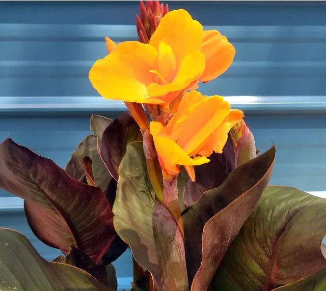 Canna Lily Wyoming Rhizomes – Orange Blooms, Burgundy Foliage – 2-Rhizomes