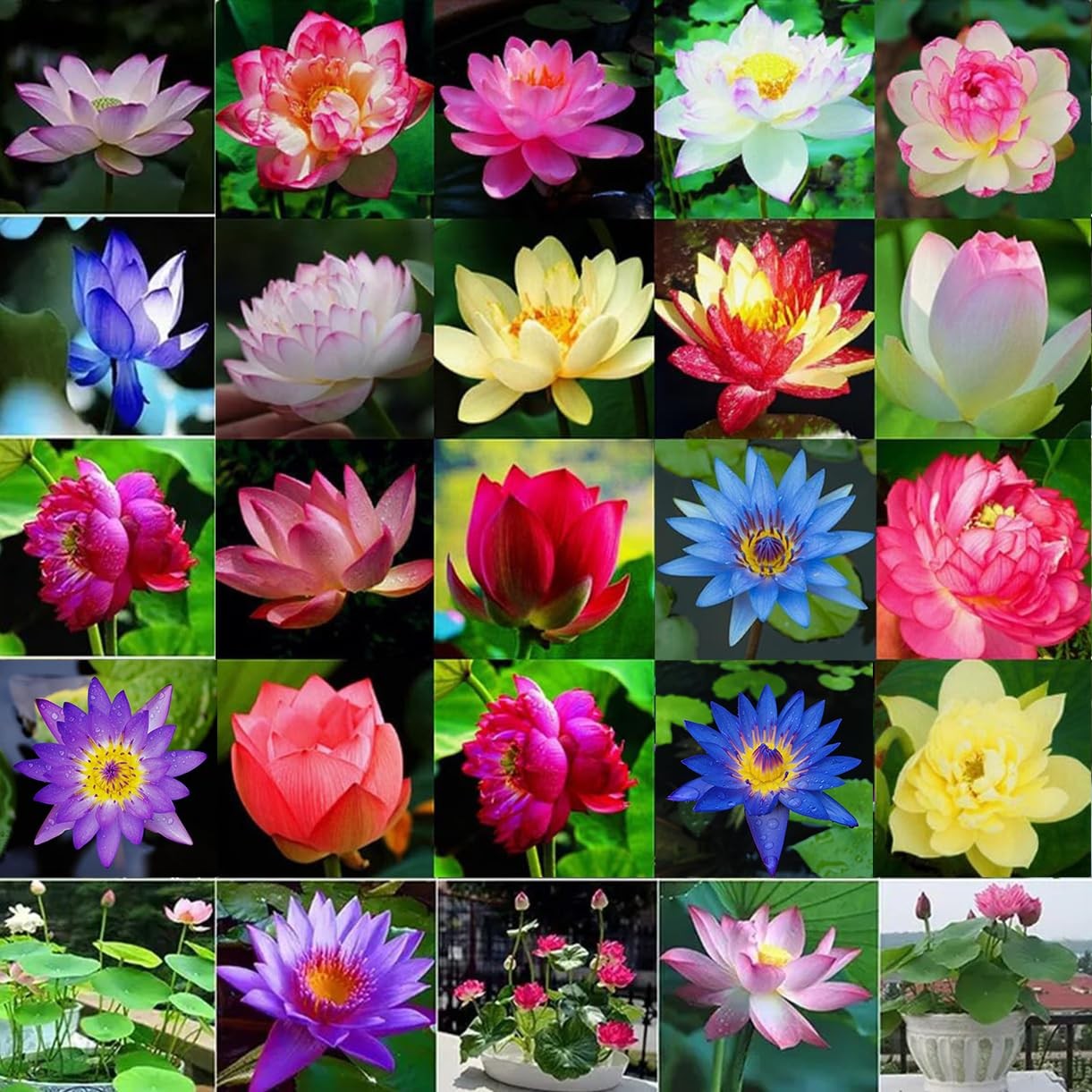 160pcs Mixed Color Bowl Lotus Seeds for Planting – Non-GMO Bonsai Lotus, Wate…