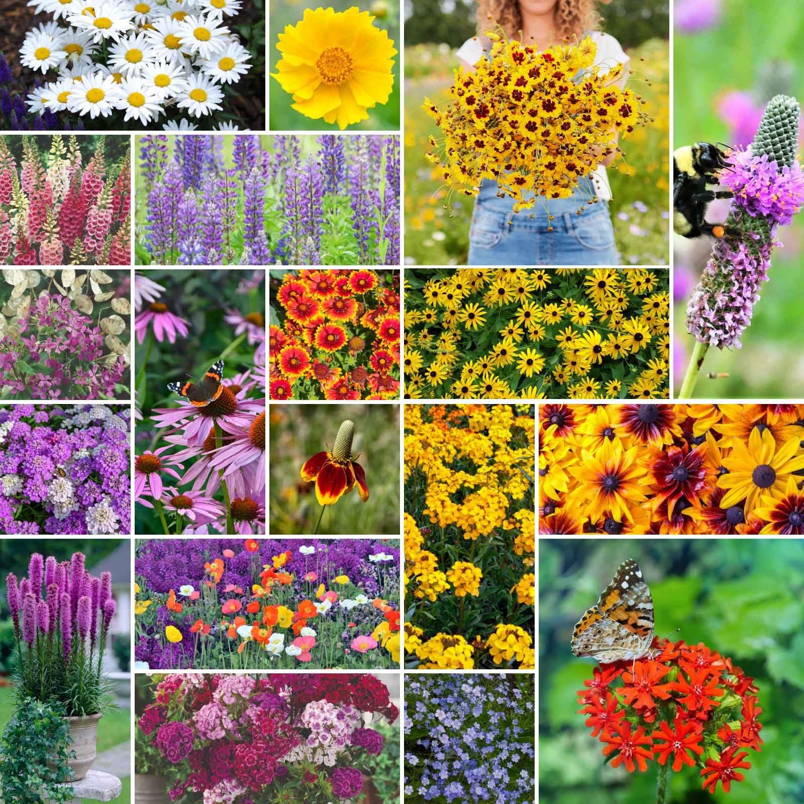 Eden Brothers All Perennial Wildflower Seed Mix for 1/4 Pound, Mixed