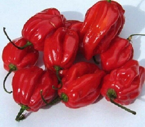 SCARBOROUGH SEEDS Habanero Caribbean Red Pepper 100 SEEDS-FREE SAME DAY SHIPPING