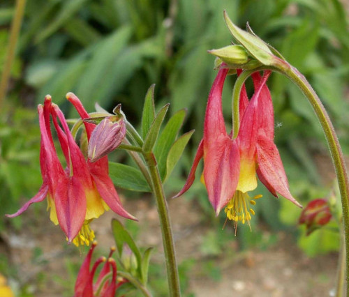 Columbine Flower Seeds EASTERN RED Perennial Attracts Pollinators, FREE SHIPPING