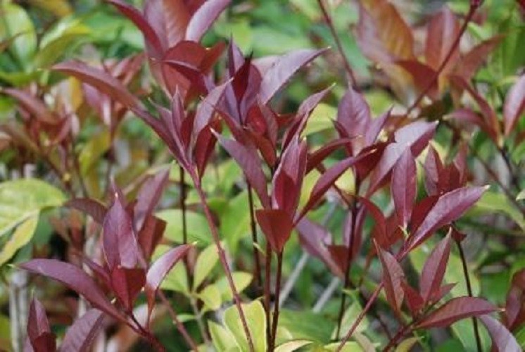 ( 1 ) – Apricot Echo Orange Tea Olive (osmanthus) – Starter Plant ( L4 )