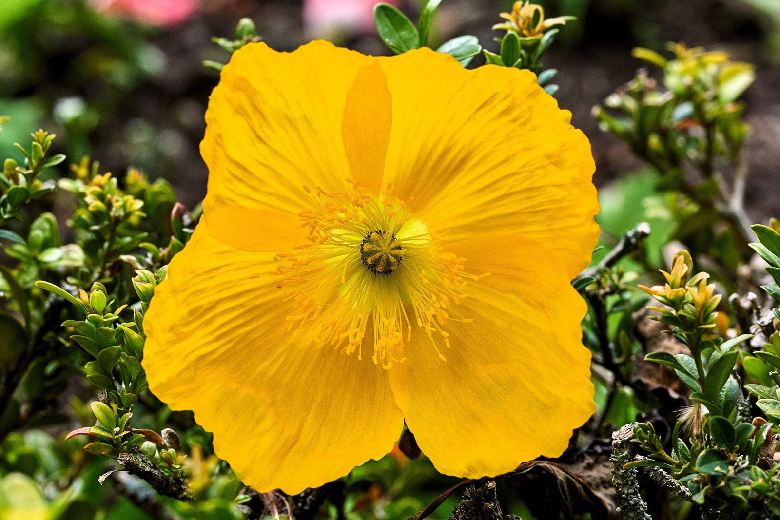 10 MIXED HIMALAYAN POPPY Blue Red Violet Meconopsis Napaulensis Mix Flower Seeds