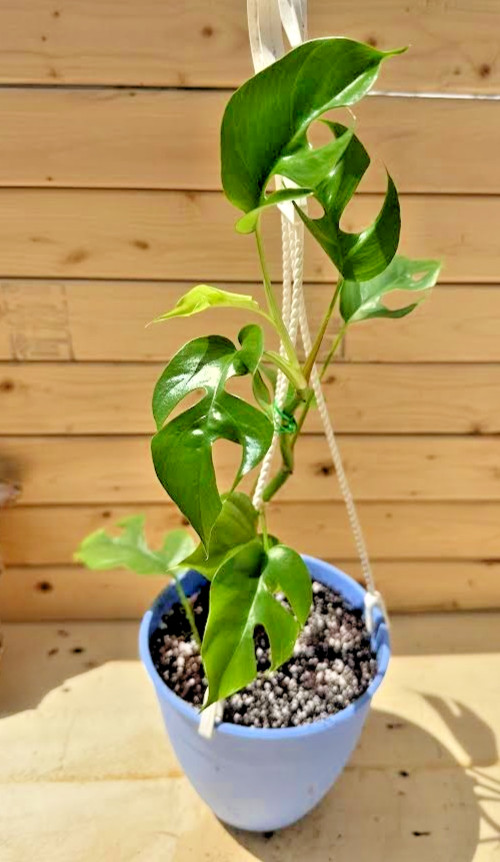 Rhaphidophora tetrasperma Minima Houseplant, Rooted in Soil in 4 inch