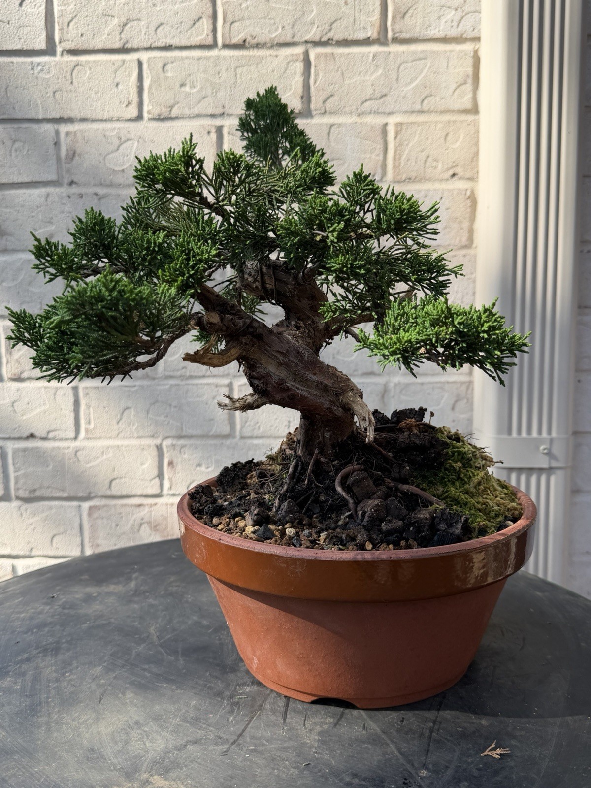 Bonsai Tree Kishu Shimpaku Juniper