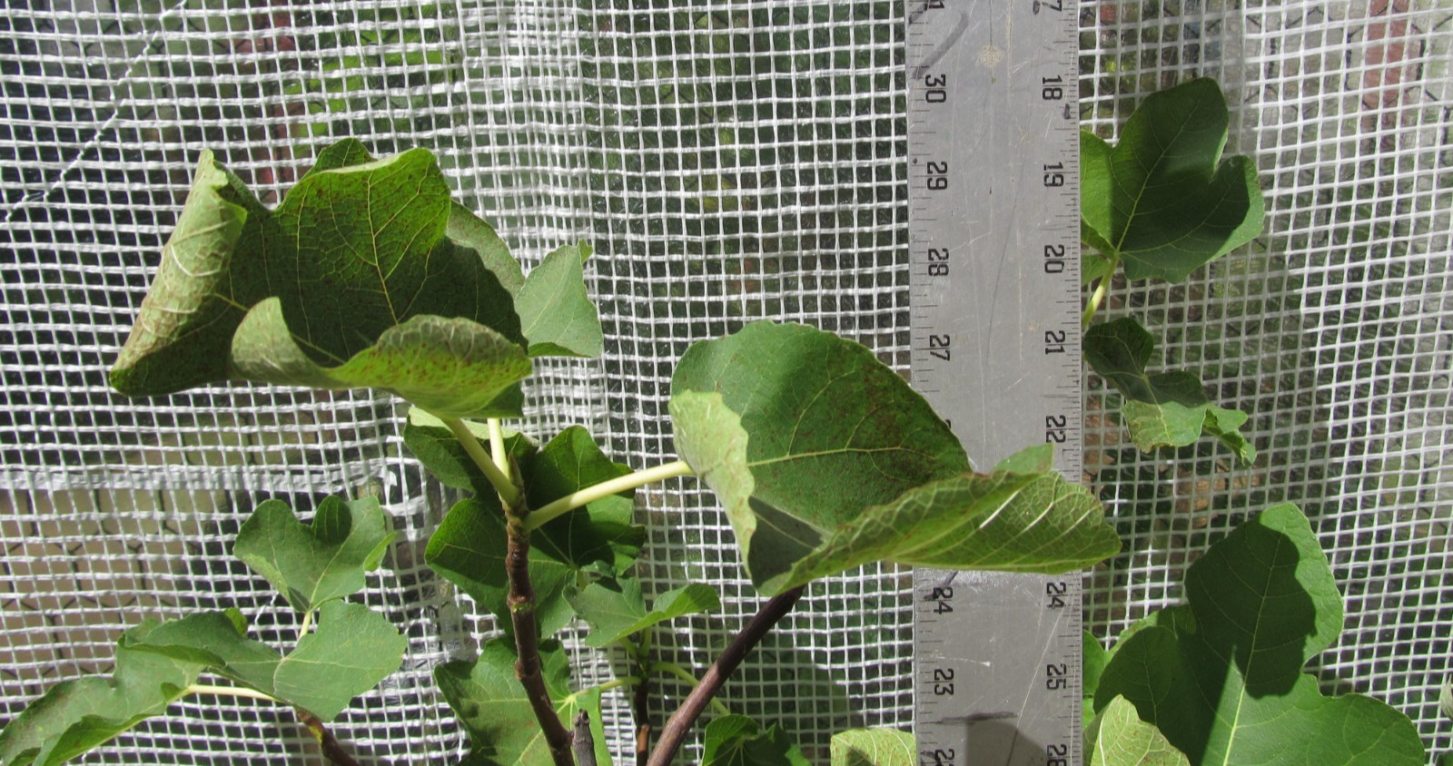 Genovese Nero fig tree 30″ tall, super rooted & ready to pot or put in ground #6