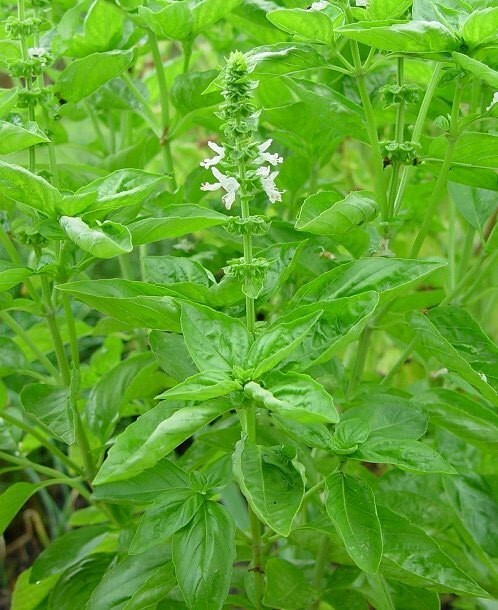 Ocimum basilicum | Sweet Basil | 50_Seeds