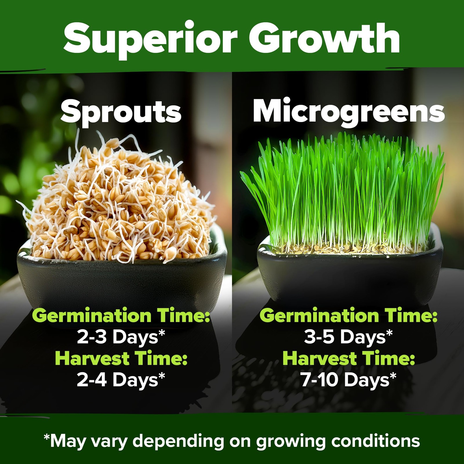 HOME GROWN Hard Red Winter Wheatgrass Seeds 12,000+ Bulk 1.5 lb Heirloom NonG…