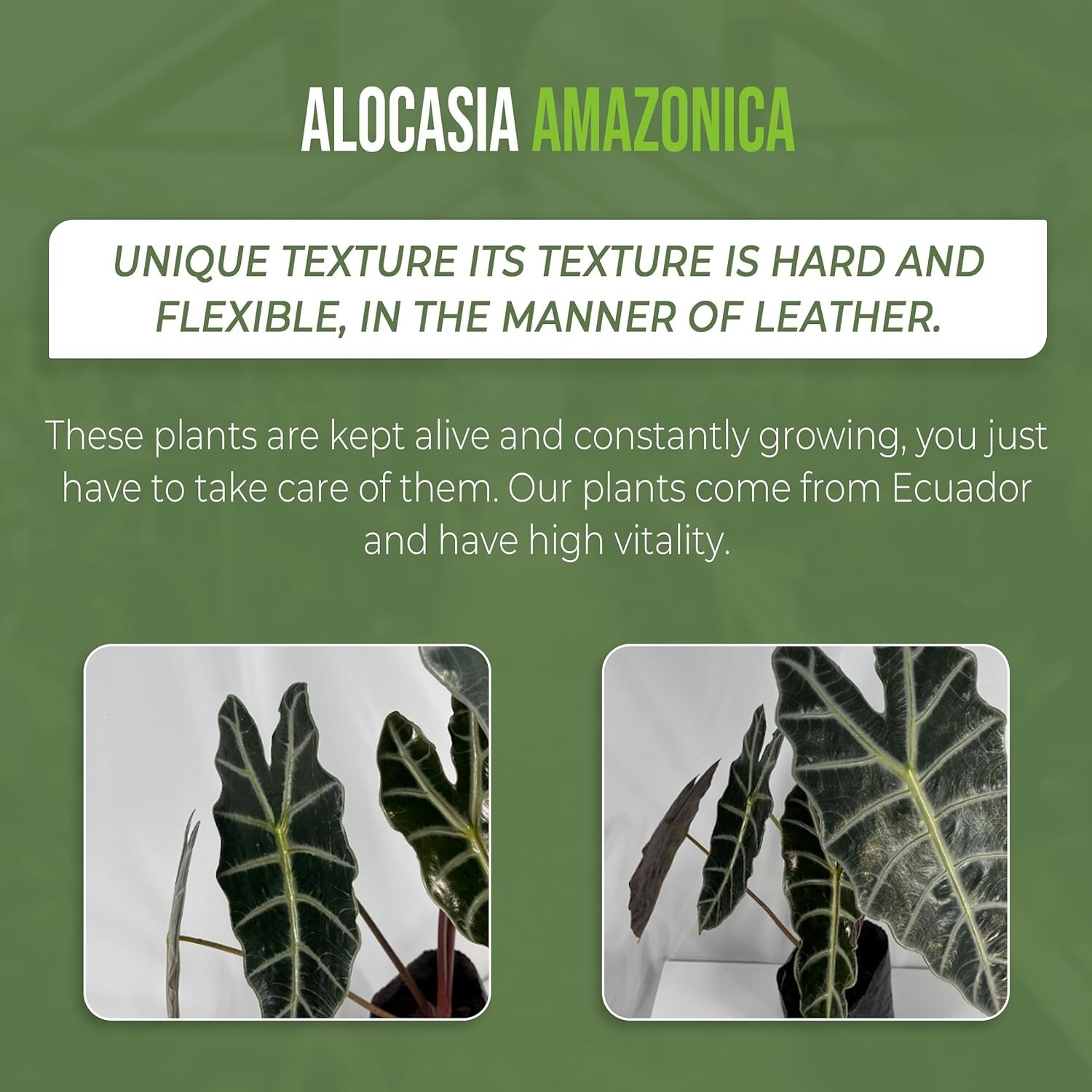Alocasia Amazonica (2pack) by LEAL PLANTS ECUADOR | Elephant ear Plants