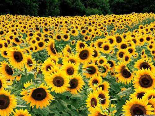 Dwarf Sunflower Seeds, Dwarf Sunspot, Heirloom Sunflower Seeds, Non-Gmo, 50ct