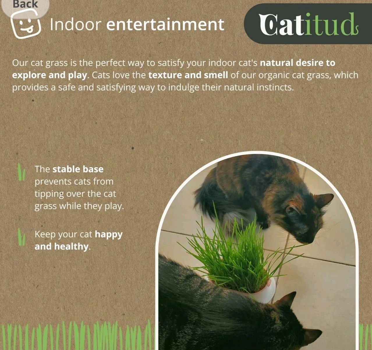 CATITUD cat Grass KIT Includes Pot with Non-Slip Base and 2 Packets of Seeds