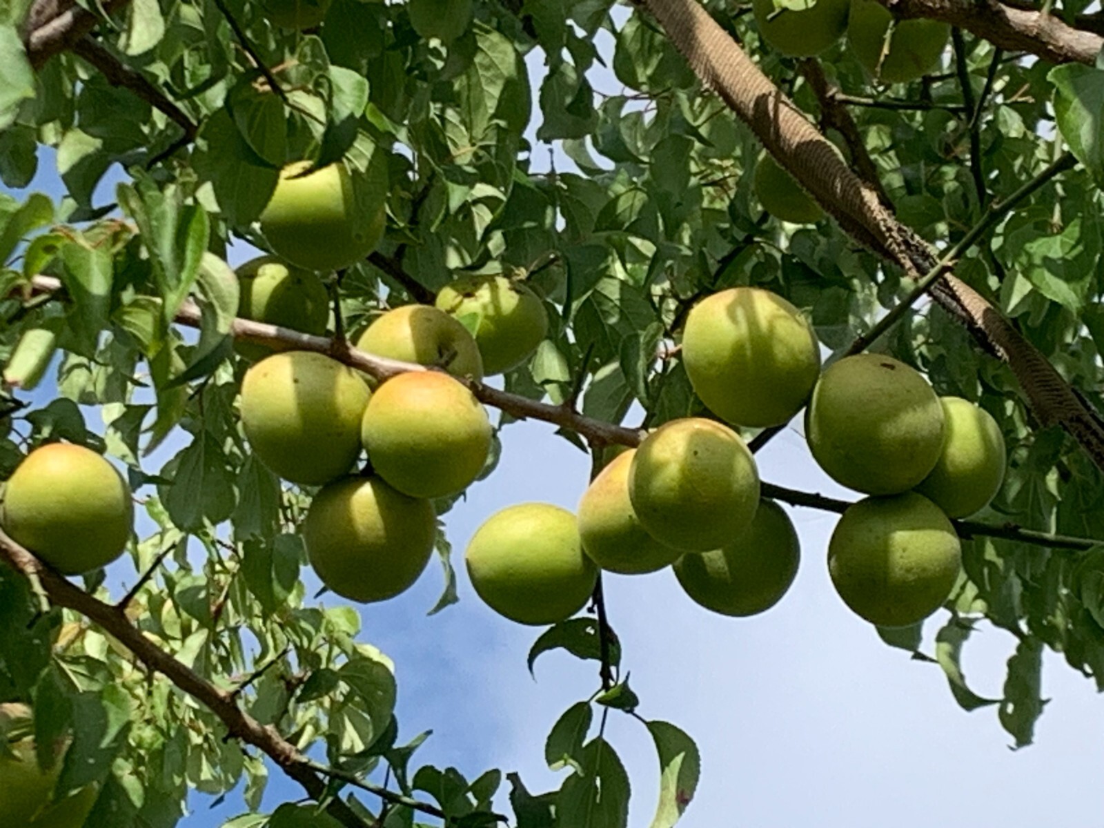 1 Japanese Ume Fruit Tree, or Plum Fruit Tree, Prunus Mume, Maesil, Tree