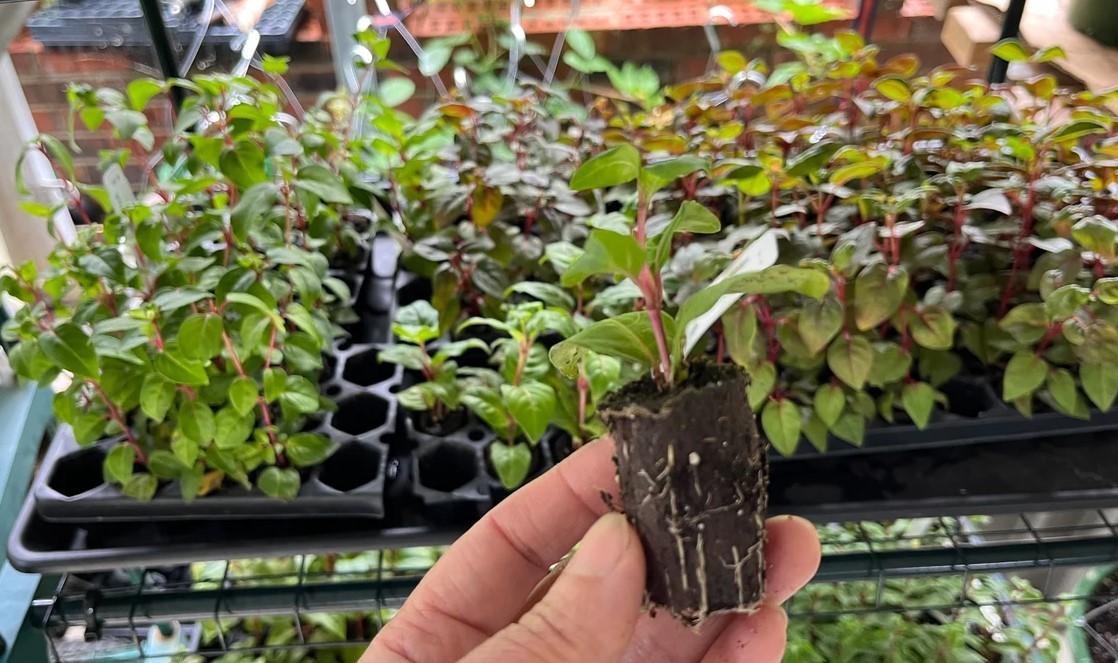 Set 2 Marinka Fuchsia Live Starter Plants – 2-5″ Tall – Zones 9-11