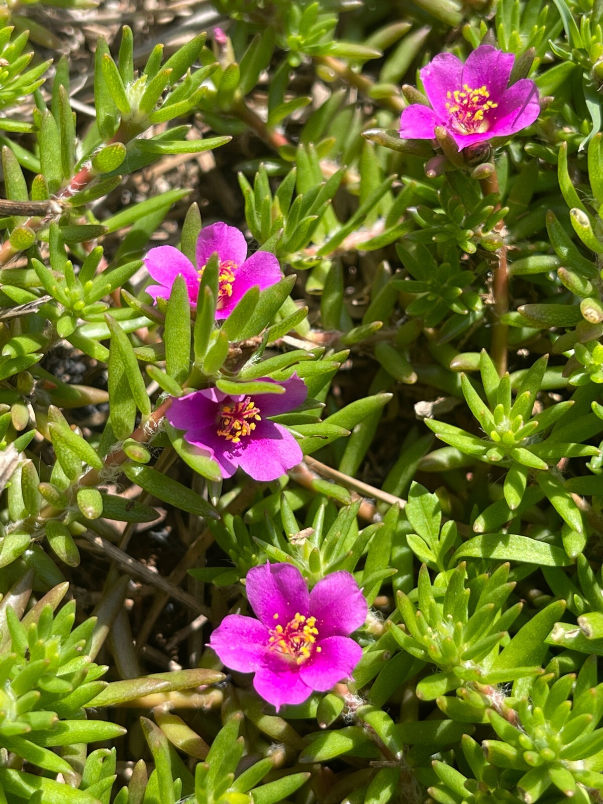 Teeny tiny, so pretty Portulaca Live plant Potted Moss Rose Purslane pot