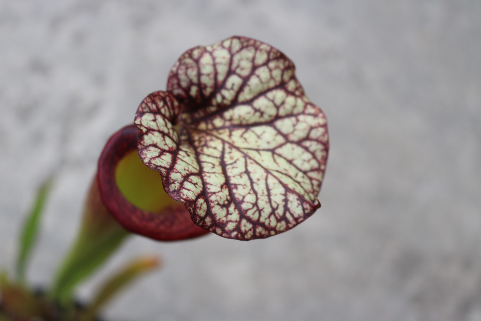Sarracenia Esme Cowlard x (leucophylla PL x cuprea) OP Gallon Exact Plant