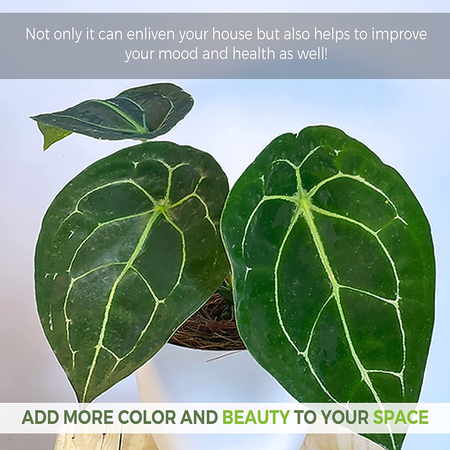 Anthurium Forgetii by LEAL PLANTS ECUADOR| Anthuriums Live Plants | house plants