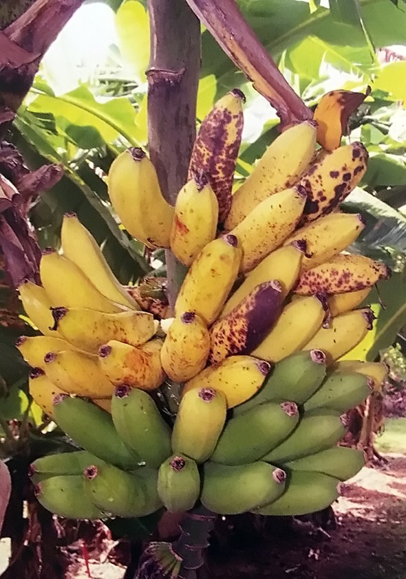 FHIA-02 Mona Lisa Banana – Dessert Banana – RARE Dwarf Banana