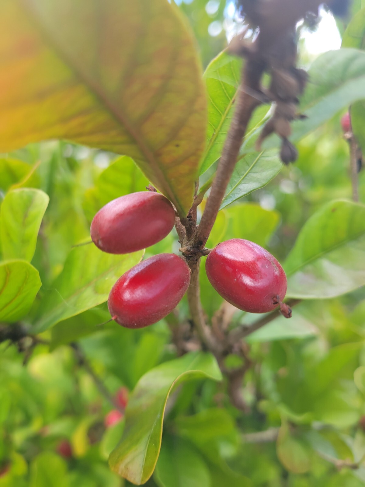 Miracle Fruit Plant Synsepalum dulcificum small seedling